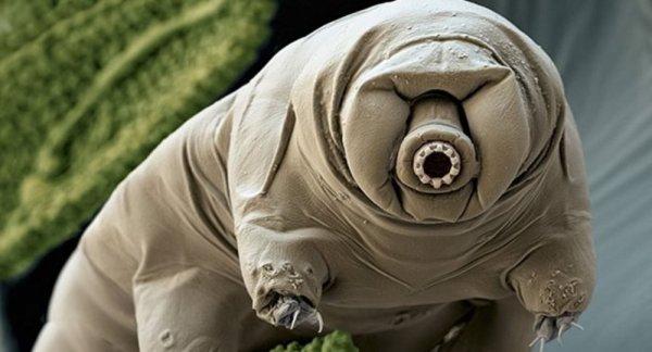 Su ayılarının dayanıklılık sırrı, insanlarda denenecek