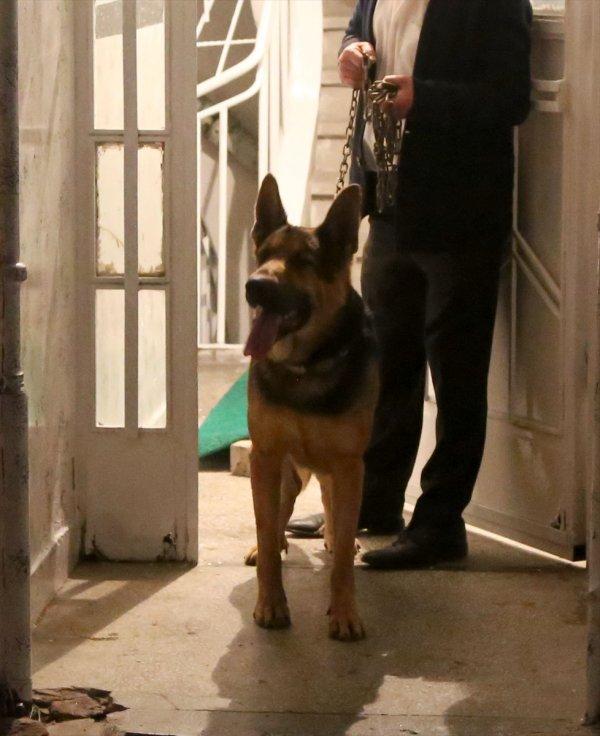 Ağız tasması olmayan köpek, polise saldırdı