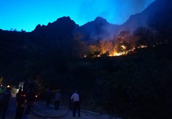 Erzincan'da meyve ağaçları kül oldu