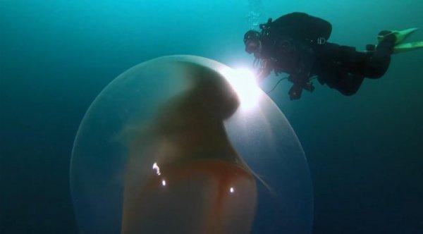 Dev kalamar yumurtalarının büyüklüğü hayrete düşürüyor