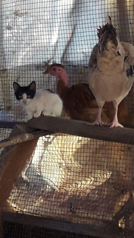 Muğla'da yavru kediyi sahiplenen tavuk