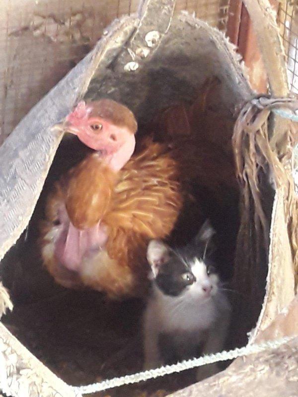 Muğla'da yavru kediyi sahiplenen tavuk