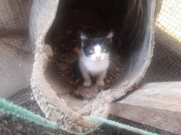 Muğla'da yavru kediyi sahiplenen tavuk