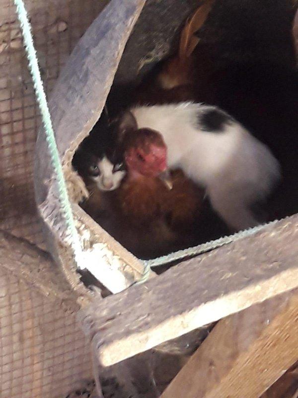 Muğla'da yavru kediyi sahiplenen tavuk