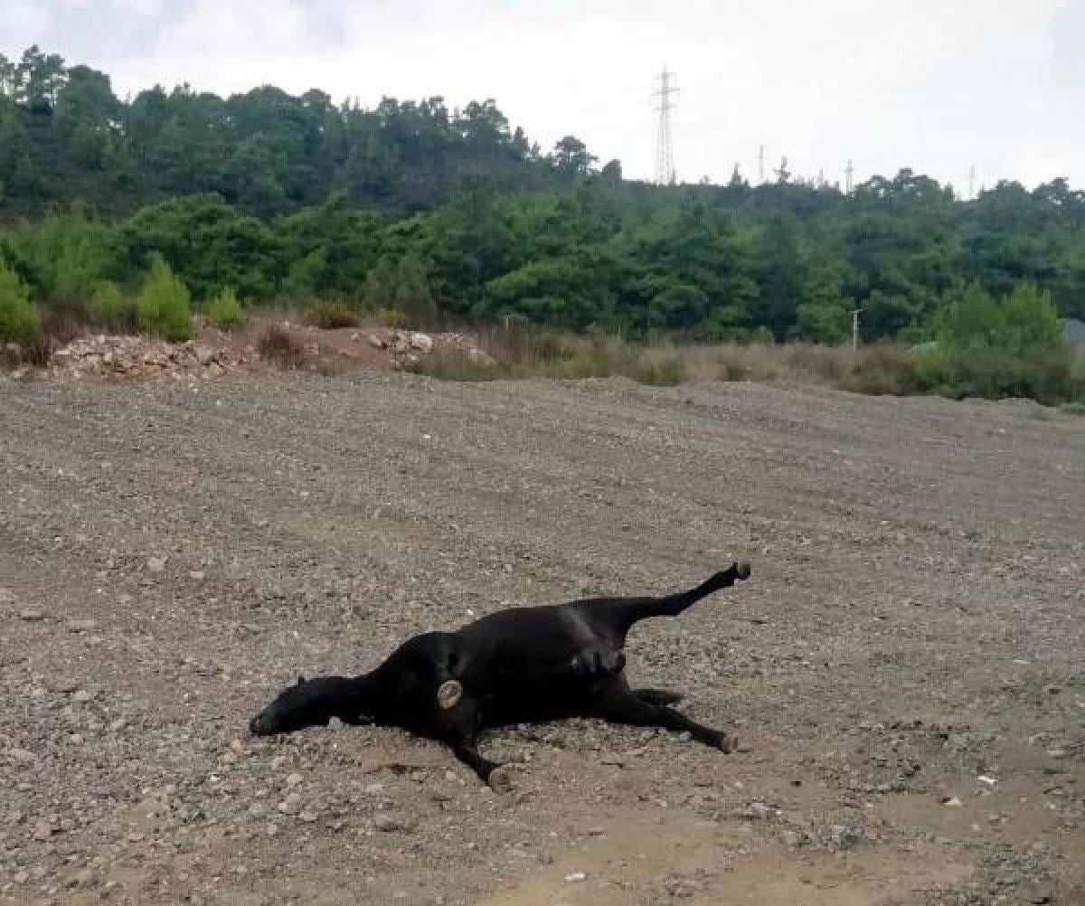 Muğla'da bir arazide vurulmuş 3 at bulundu