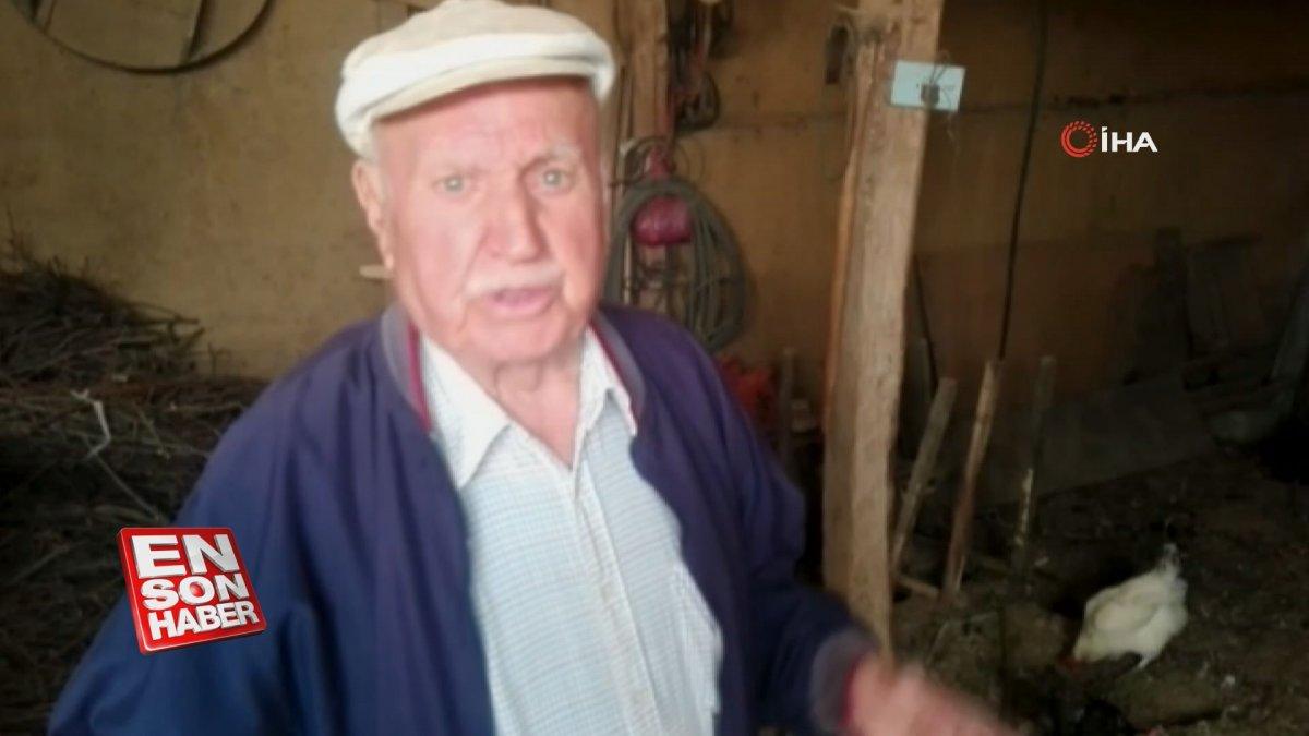 Yaşlı adamın tavukları köpekler tarafından telef edildi