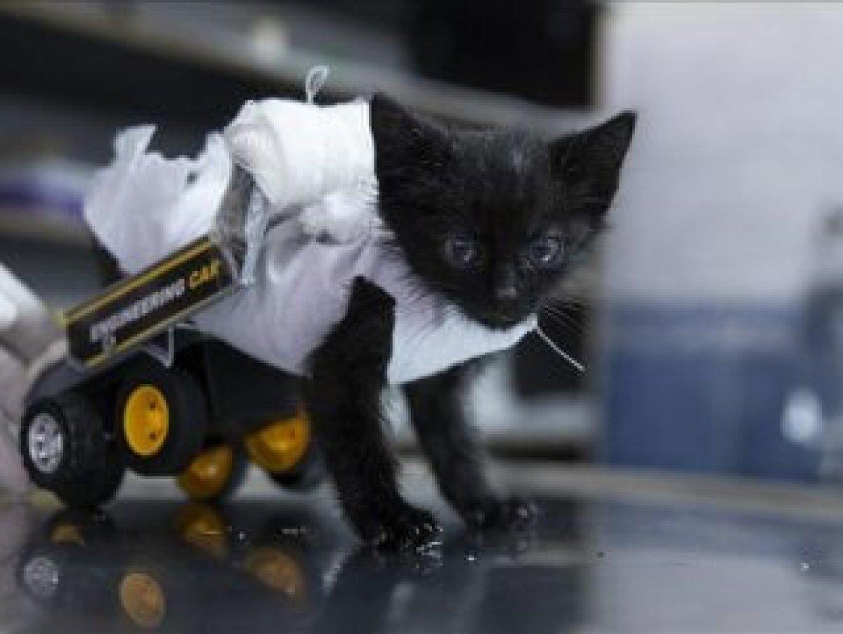 Yürüyemeyen kedi için yürüteç