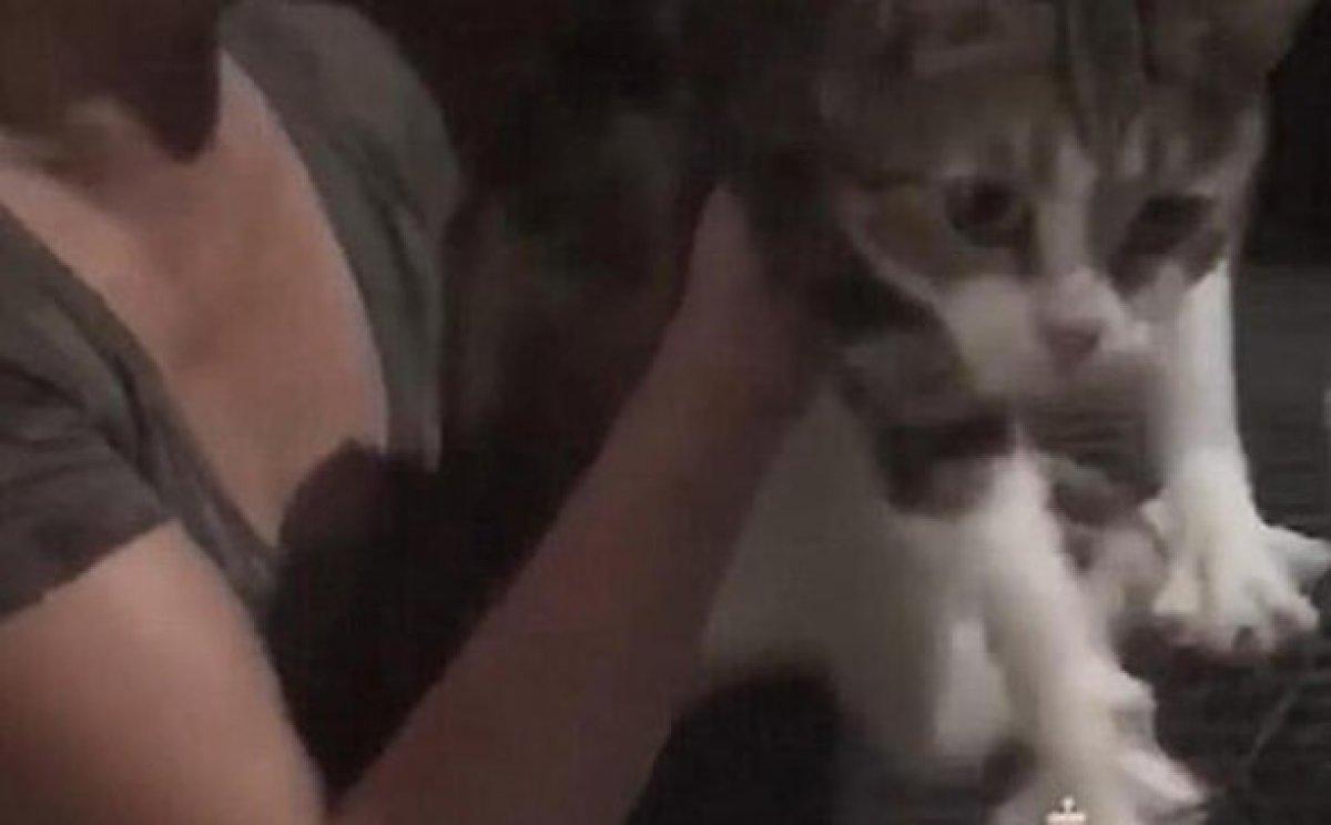 Uyuşturucu kuryesi kedi, tutulduğu yerden kaçtı