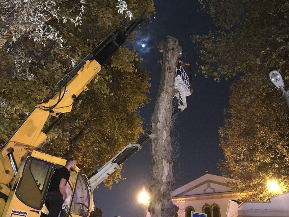 Kocaeli'de asırlık çınar kesildi