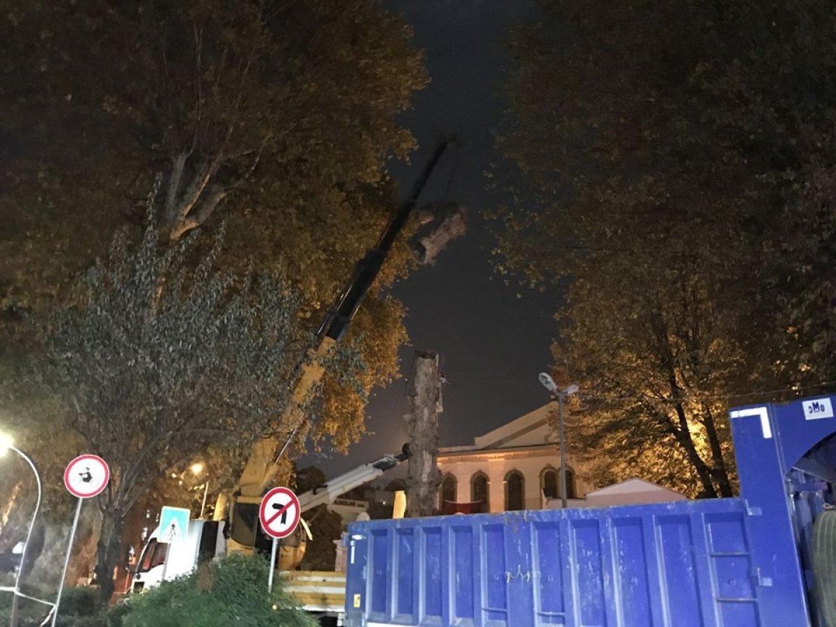 Kocaeli'de asırlık çınar kesildi