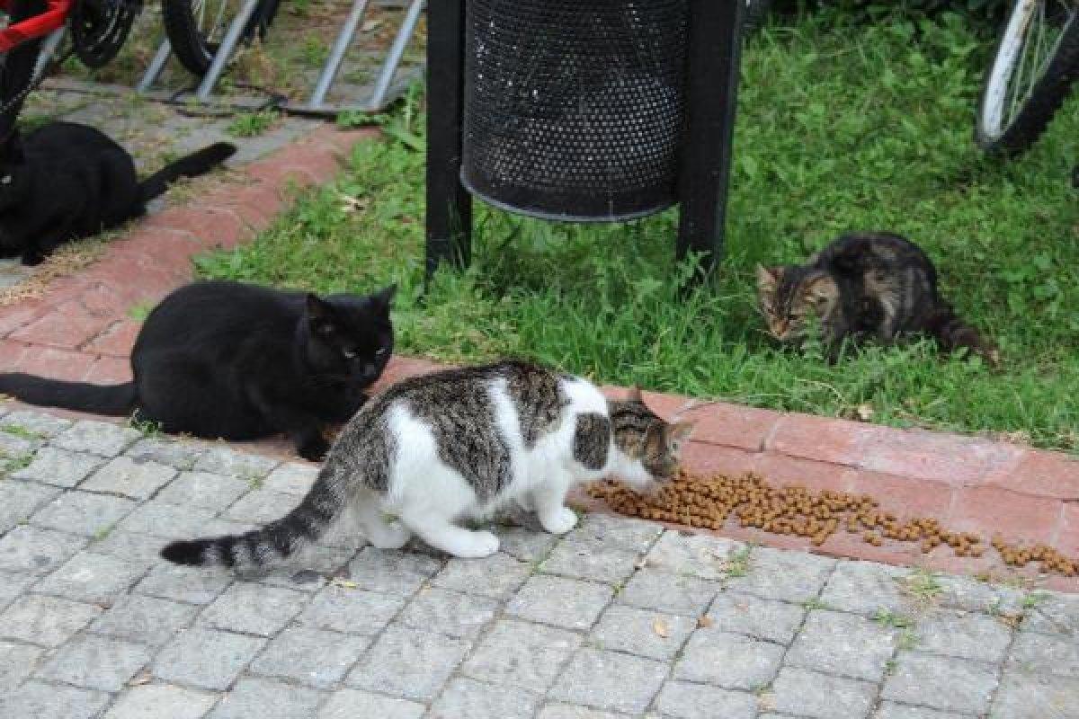 Sitenin bahçesindeki kedileri zehirlemeye çalıştı