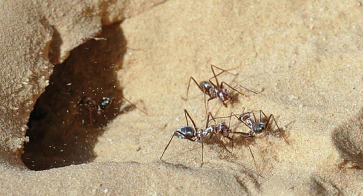 Dünyanın en hızlı karıncası belli oldu