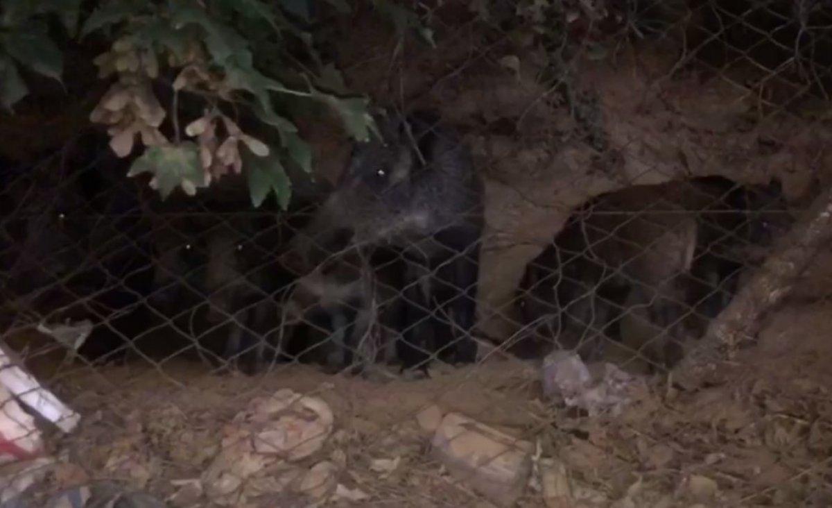 Domuz sürüsü Sarıyer'e indi