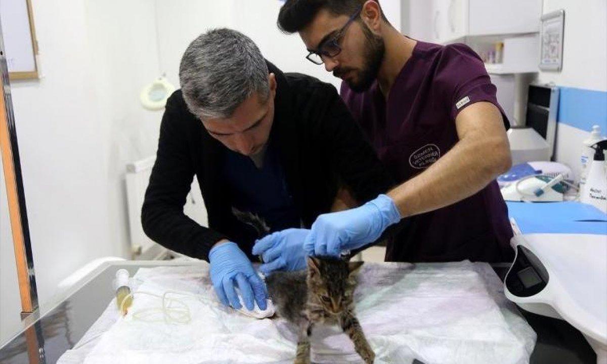 Sokak kedisi Bade'nin hayatı normale döndü