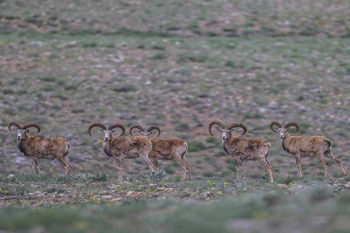 Toros Dağları eteklerinde alageyik görüntülendi