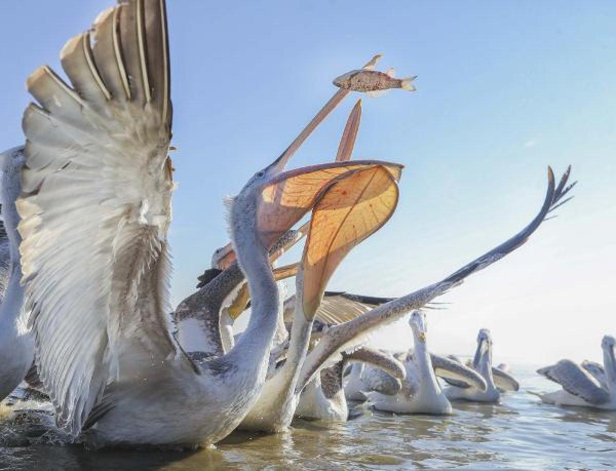 Toros Dağları eteklerinde alageyik görüntülendi