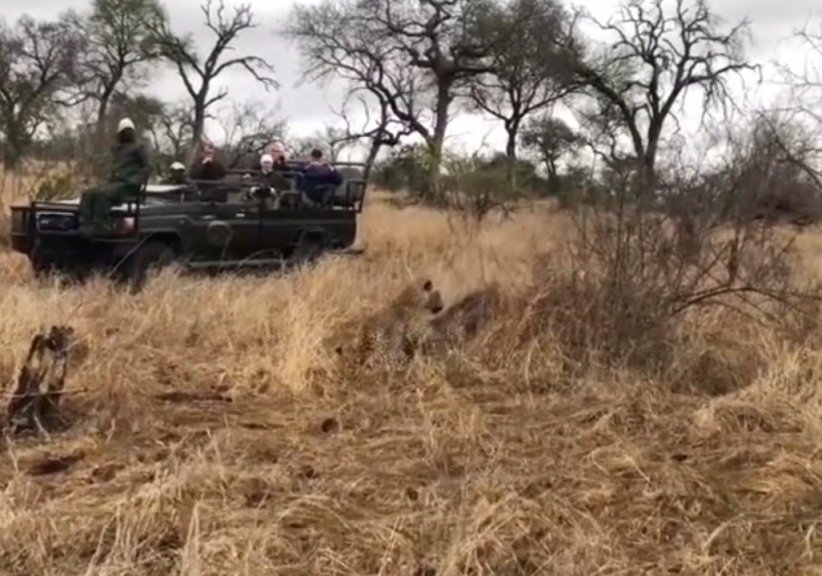 Sırtlan, domuzu leoparın elinden kurtardı