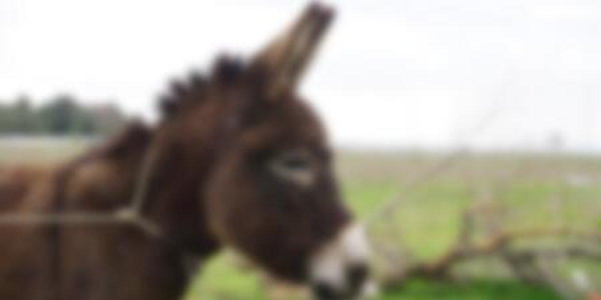 Eskişehir'de sapık, komşusuna ait eşeğe tecavüz etti