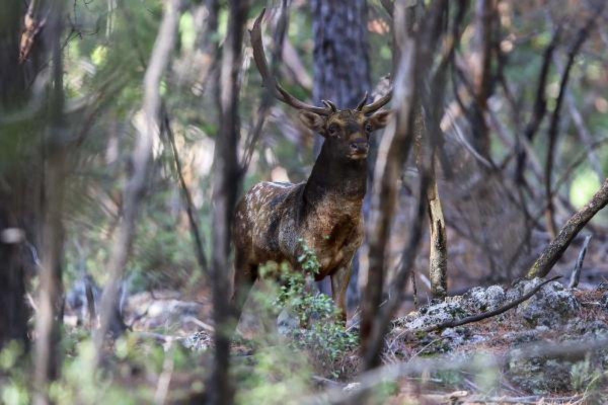 Toros Dağları eteklerinde alageyik görüntülendi