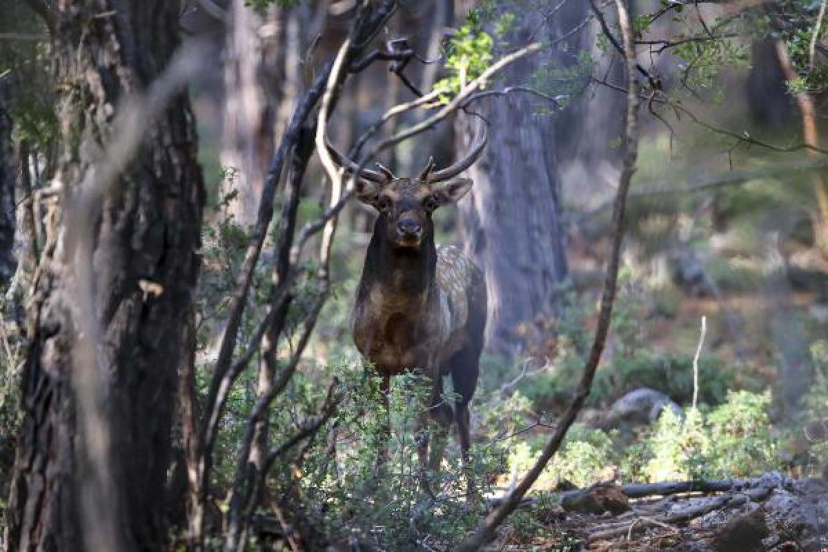 Toros Dağları eteklerinde alageyik görüntülendi