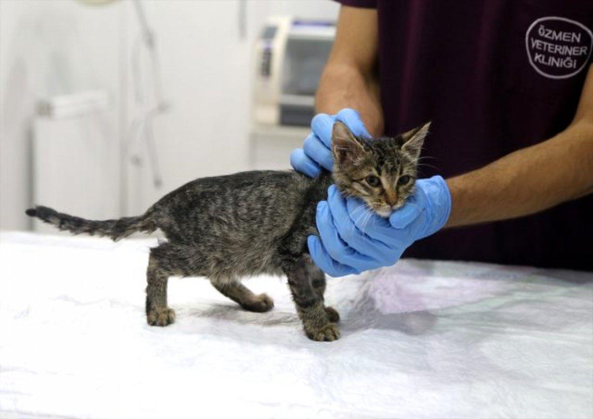 Sokak kedisi Bade'nin hayatı normale döndü