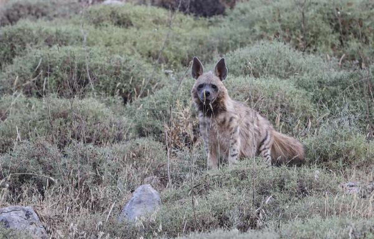 Toros Dağları eteklerinde alageyik görüntülendi