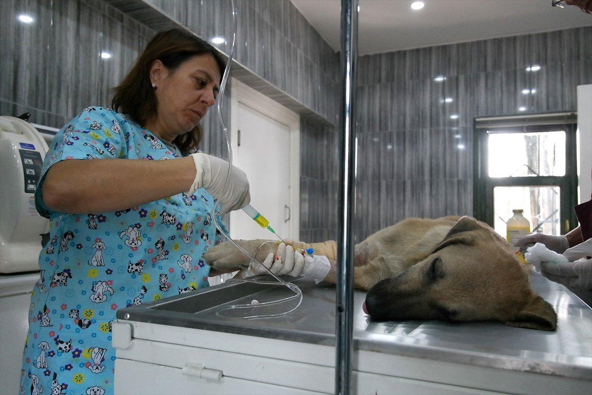 Bursa'da araç çarpan yaralı köpek ameliyat edildi