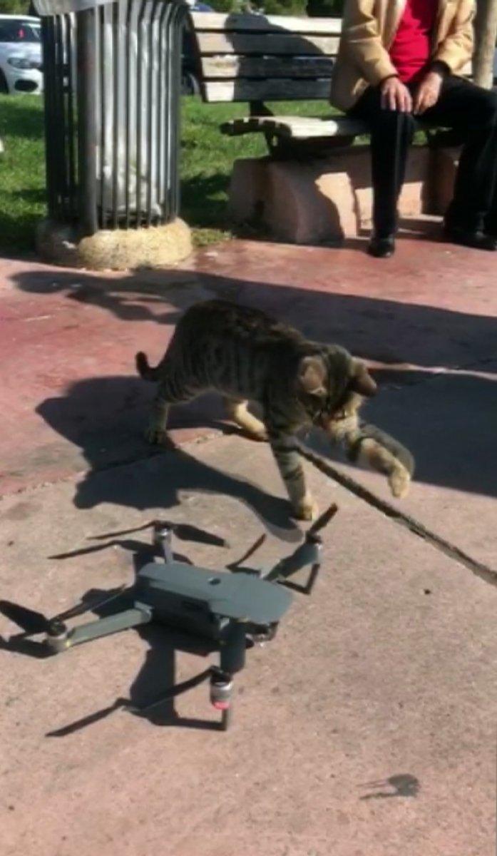 Caddebostan sahilinde sevimli kedinin drone merakı