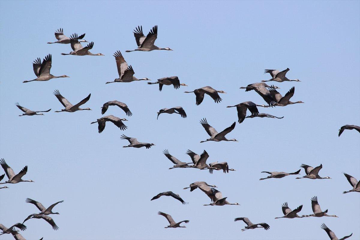 Türkiye'de turnaların göç şöleni