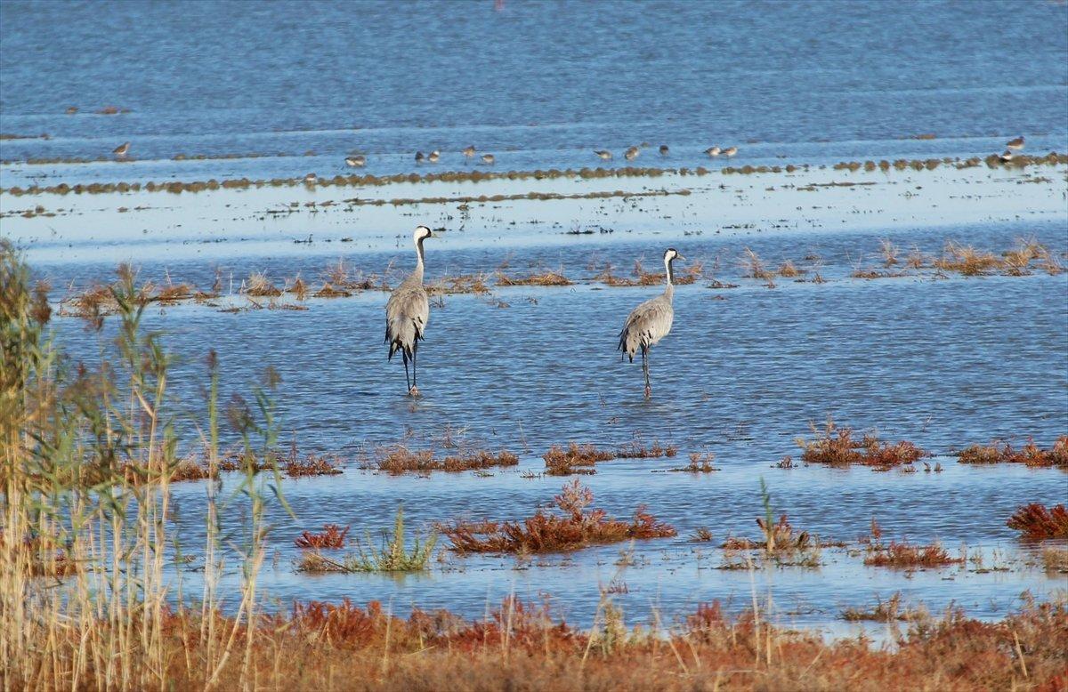 Türkiye'de turnaların göç şöleni