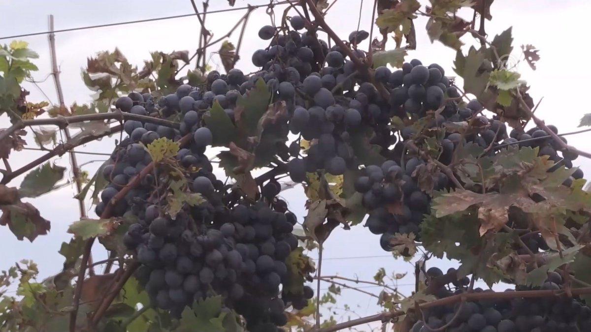 Tescilli 'hardaliye' Avrupa pazarına açılacak