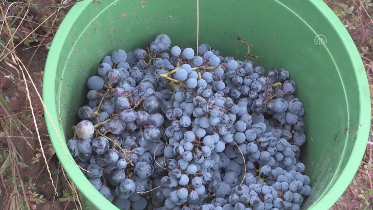 Tescilli 'hardaliye' Avrupa pazarına açılacak