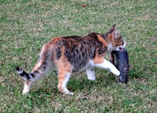 Mersin'de balon balıkları kedileri zehirledi