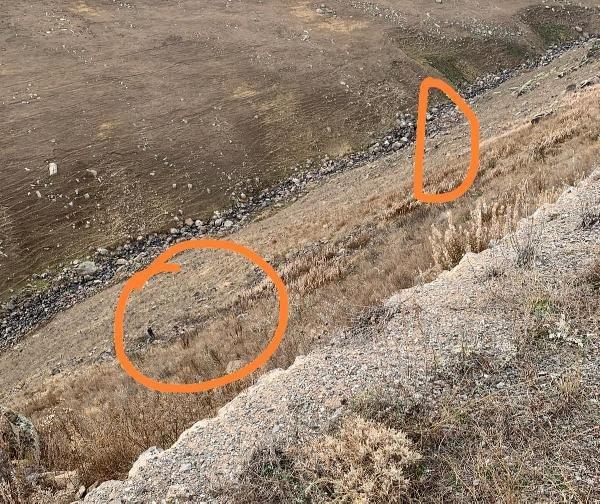 Ayıdan kaçmak için uçurumdan atladı