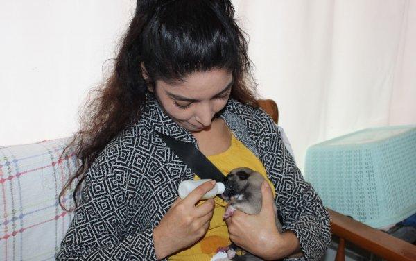 Mersin'de annesiz yavru köpek biberonla besleniyor