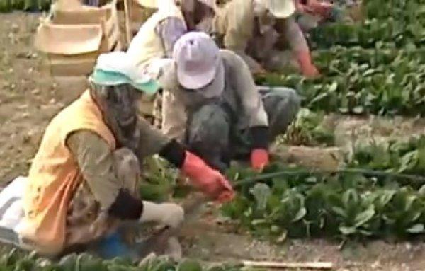 Ispanak zehirlenmesinin sebebi marketler olabilir