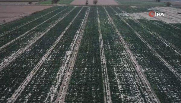 Ispanak tüketimi dibe vurdu