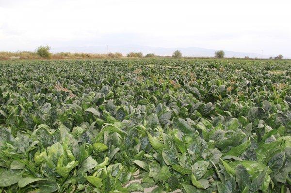 Ispanak tüketimi dibe vurdu