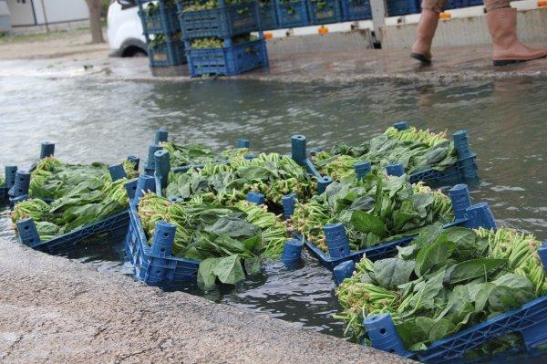 Ispanak tüketimi dibe vurdu