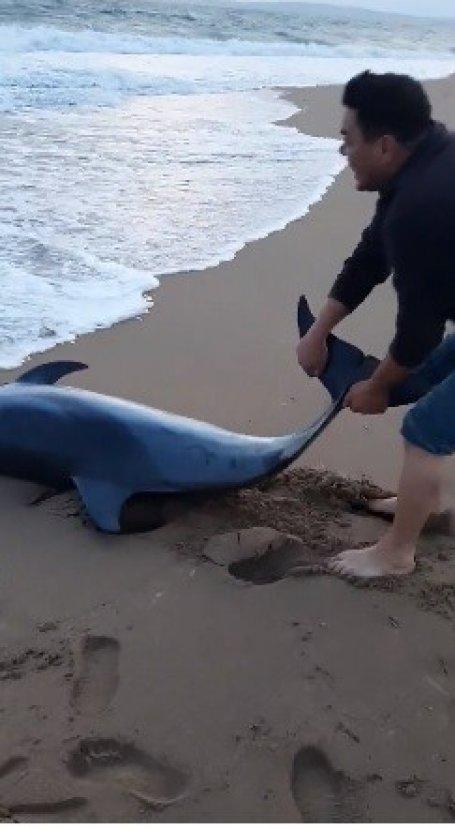 Çanakkaleli, kumsala vuran yunusu kurtardı