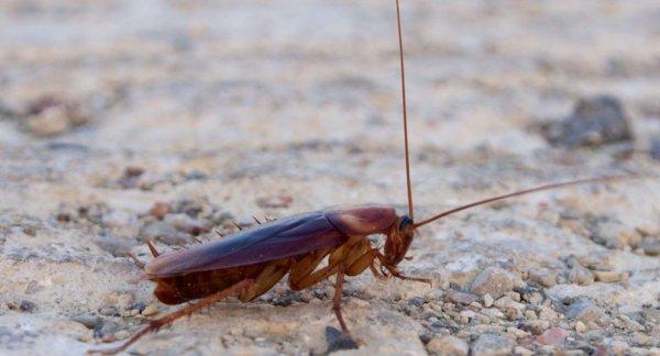 Kulağından 11 hamam böceği çıktı