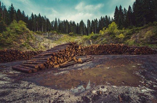 11 bin bilim insanı uyarıyor: Küresel felaket yakın