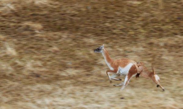 Guanakoyu yemeye çalışan puma