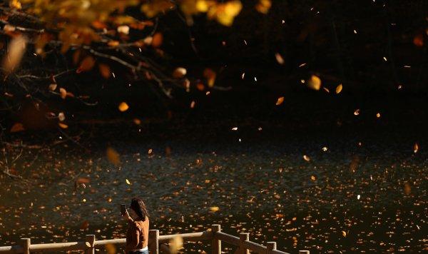 Bolu ve Düzce'den tadına doyulmaz sonbahar manzaraları