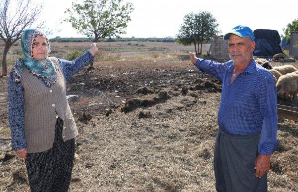 Adana'da 40 koyunu çalınan Ayşe Teyze hırsızlara yalvardı