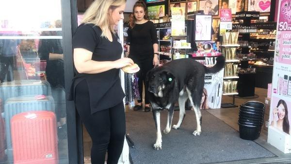 Taksim'deki sokak köpeği yoldan geçen kişiyi ısırdı