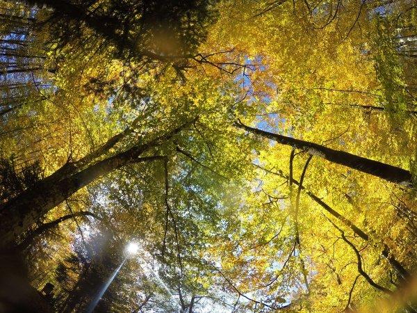 Bolu ve Düzce'den tadına doyulmaz sonbahar manzaraları