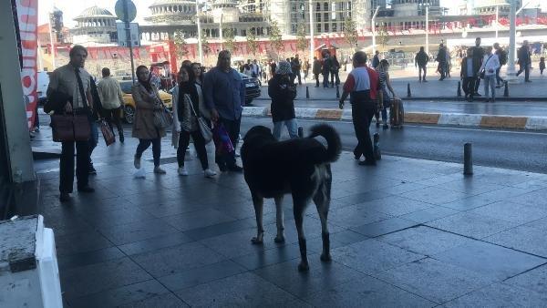 Taksim'deki sokak köpeği yoldan geçen kişiyi ısırdı