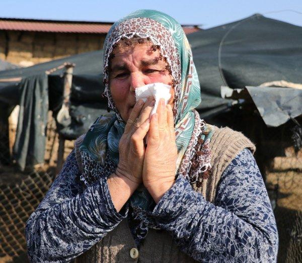 Adana'da 40 koyunu çalınan Ayşe Teyze hırsızlara yalvardı