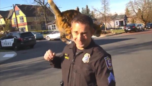 Polisin üzerine kedi atladı